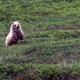A grizzly bear in Denali National Park, Alaska.